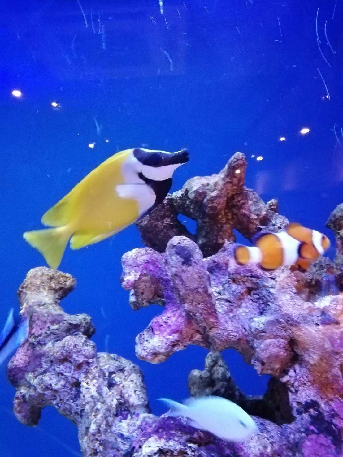 こだわり